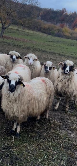 De vânzare 9 oii și un berbec