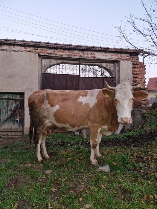 Vând vacă balanță românească