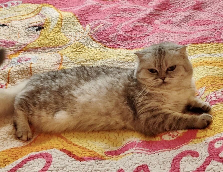 Шотланский скоттиш фолд!