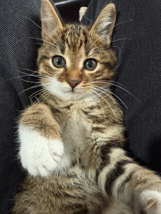 Donez 2 pui pisica,băiețel si fetiță