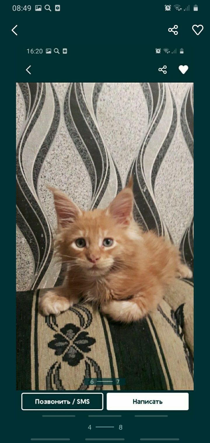 Мейн-кун котята чистокровные