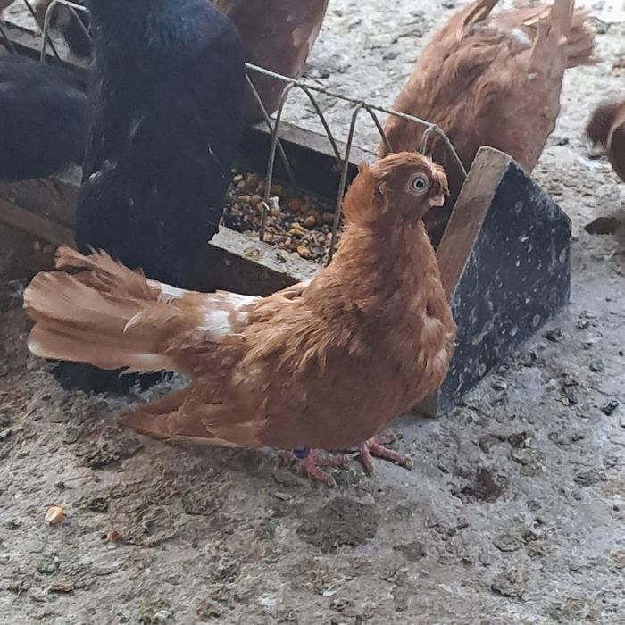 Porumbei jucători de călărași