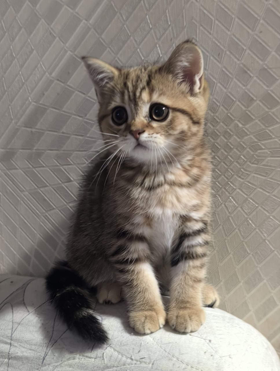 Продам котят золотой мрамор