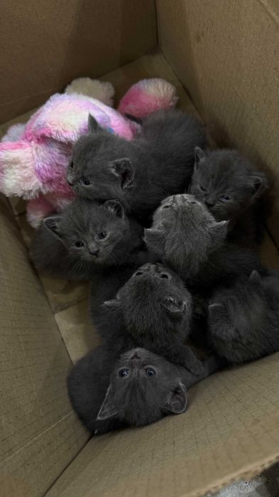 British shorthair