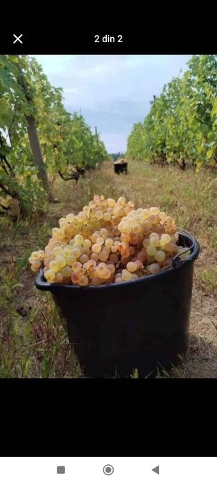 Vând struguri de vin producție 2025