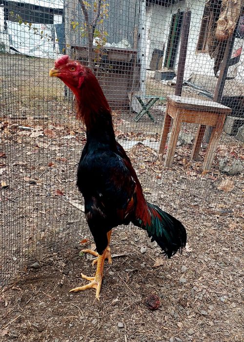 Дакан. Бойцовский петух.