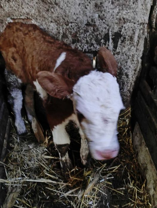 Vand 2 vitei taurasi