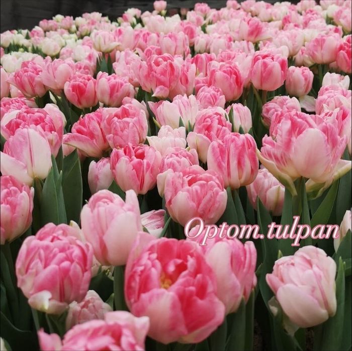 Тюльпаны оптом Казахстан