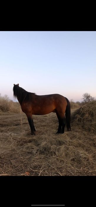 продам лошадей, 700тысяч , торг