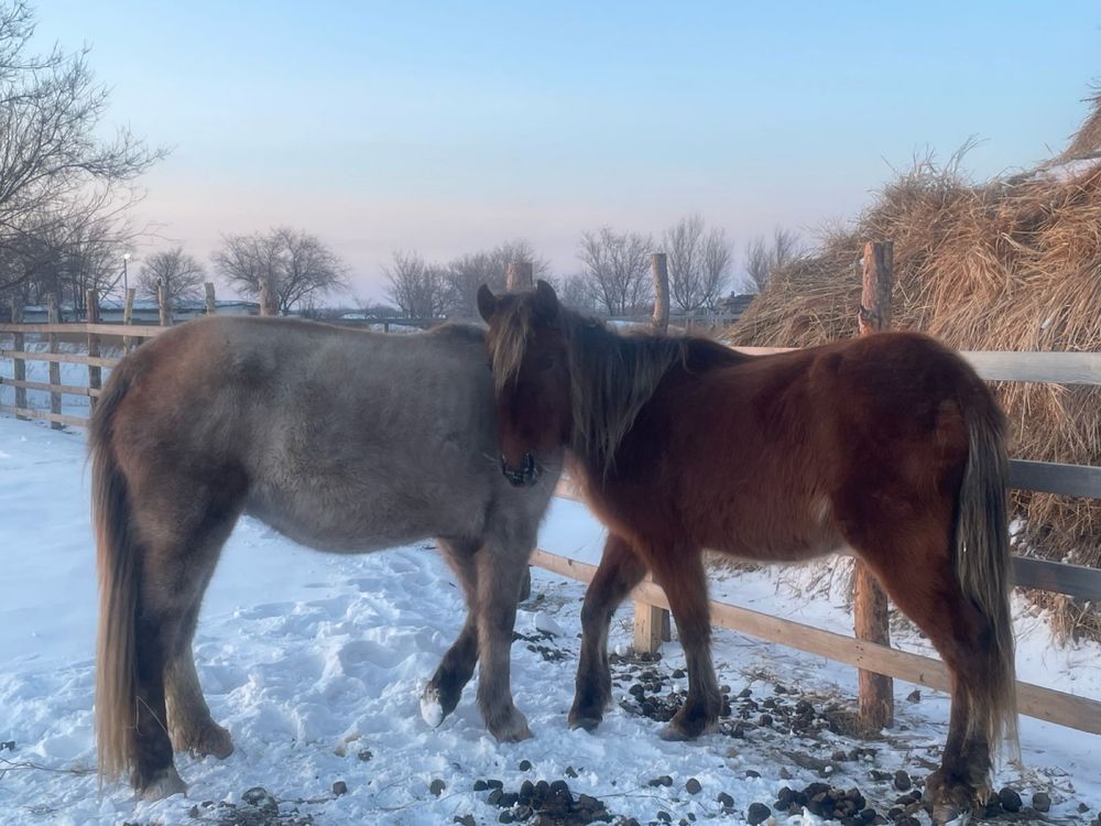 Продам две байталки