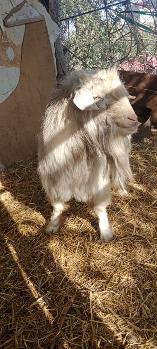 Zotdor Rossiyskiy echkilar sotiladi