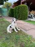 Dog German puiuti