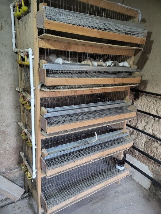 Бөдене үйшігі. Дом для перепелек