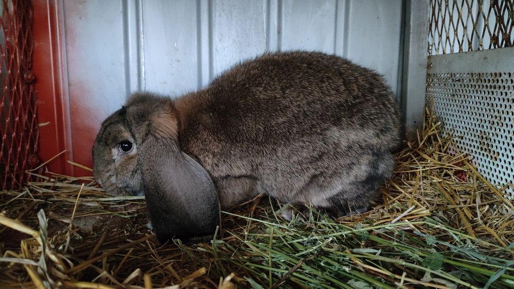 Iepuri berbec german