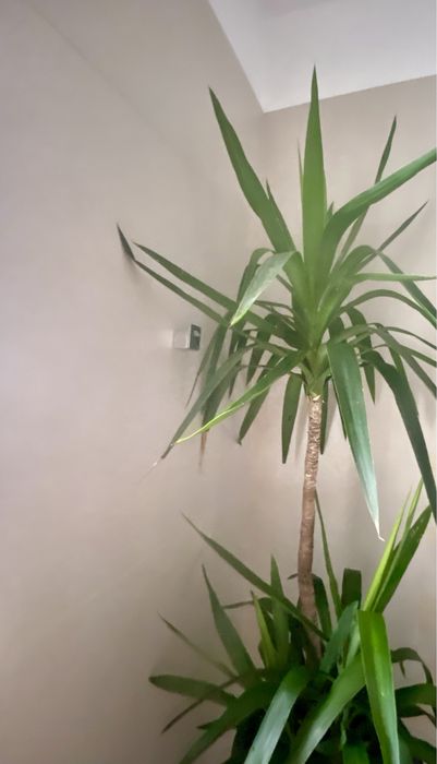 Yucca 1, 75 cm, cu 2 pui, cu tot cu glastra