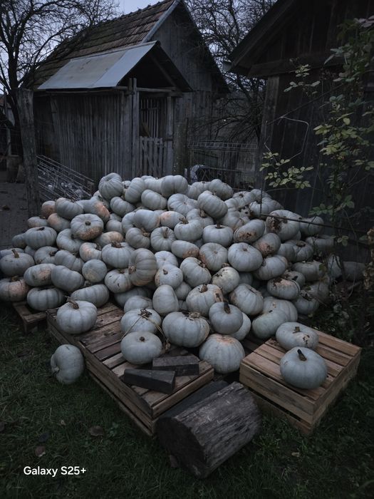 Vând dovleac pentru copt