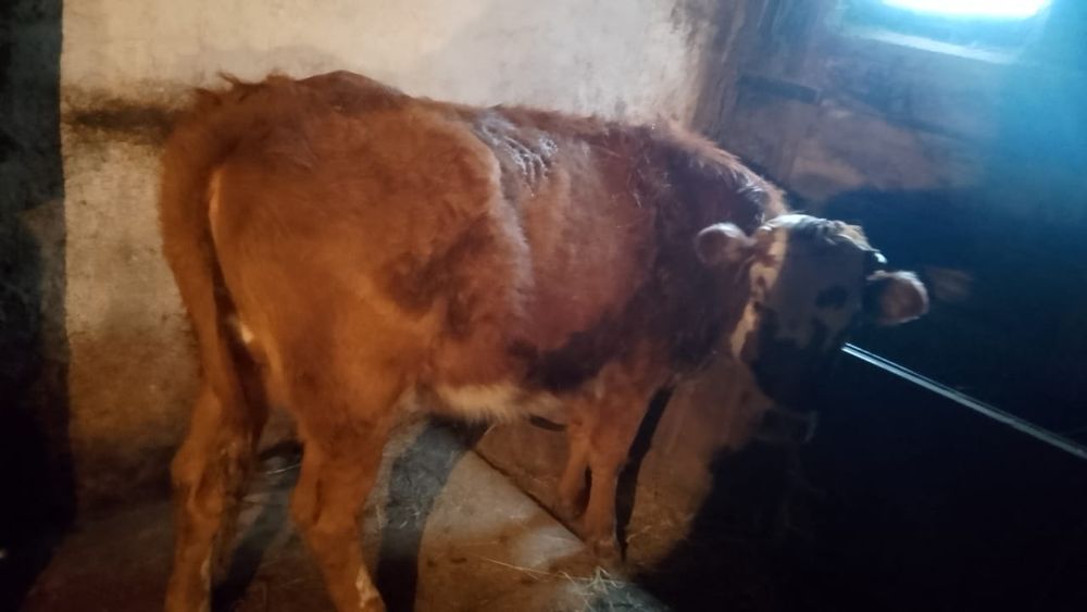 Продам тайша 2,.