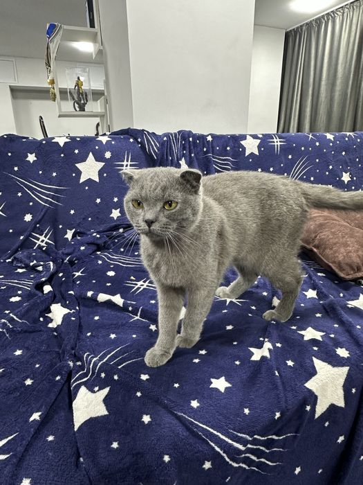 Продается кошка скотиш фолд