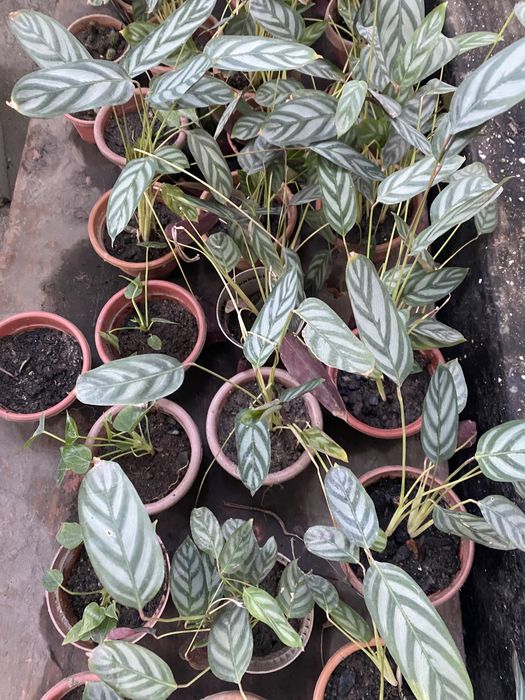 Молодые комнатные цветы. Уже рассажены в маленькие горшки. 1000 тенге.