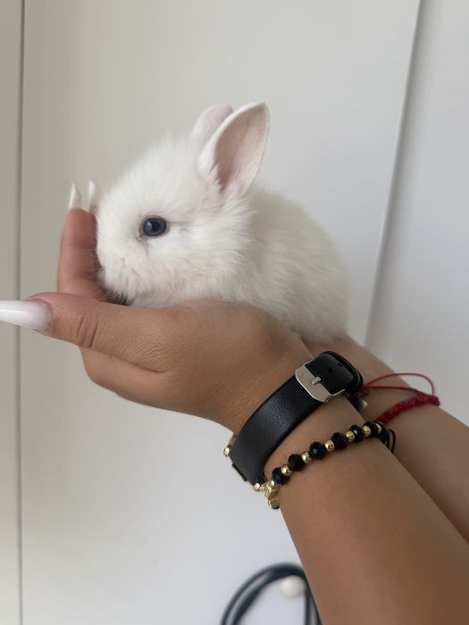 Iepurasi pitici mini toy fete si baieti