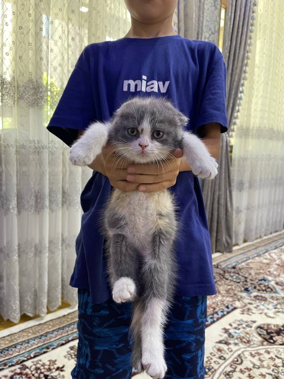 Британские котята