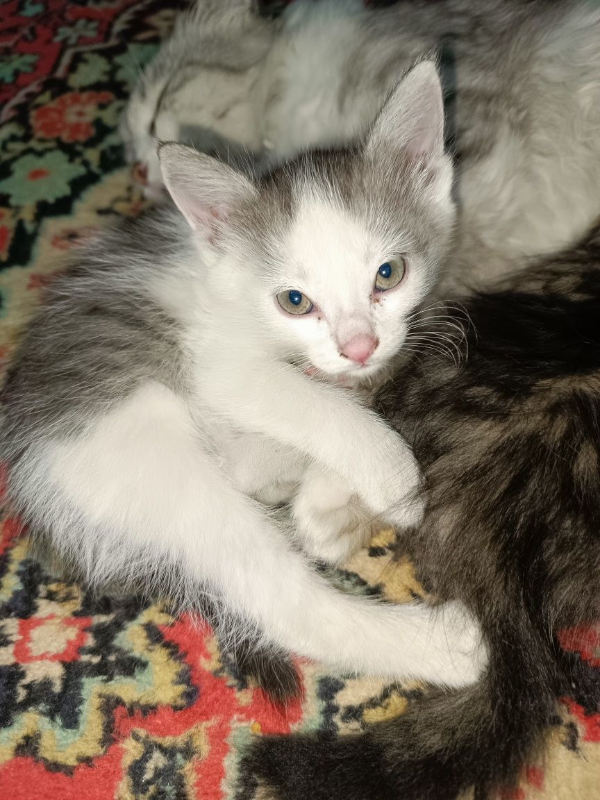 Котенок в добрые руки