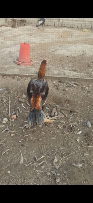 Кул жожа 7 ойлика кетяпти