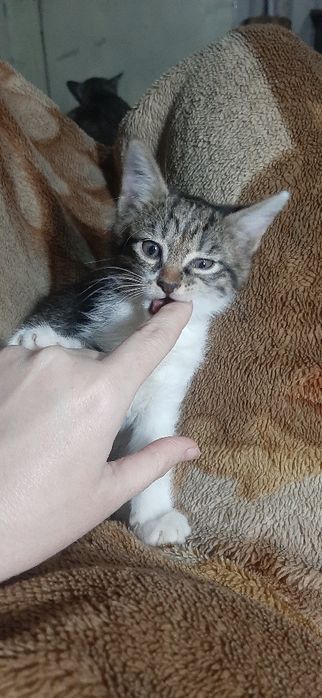 Котята в заботливые руки