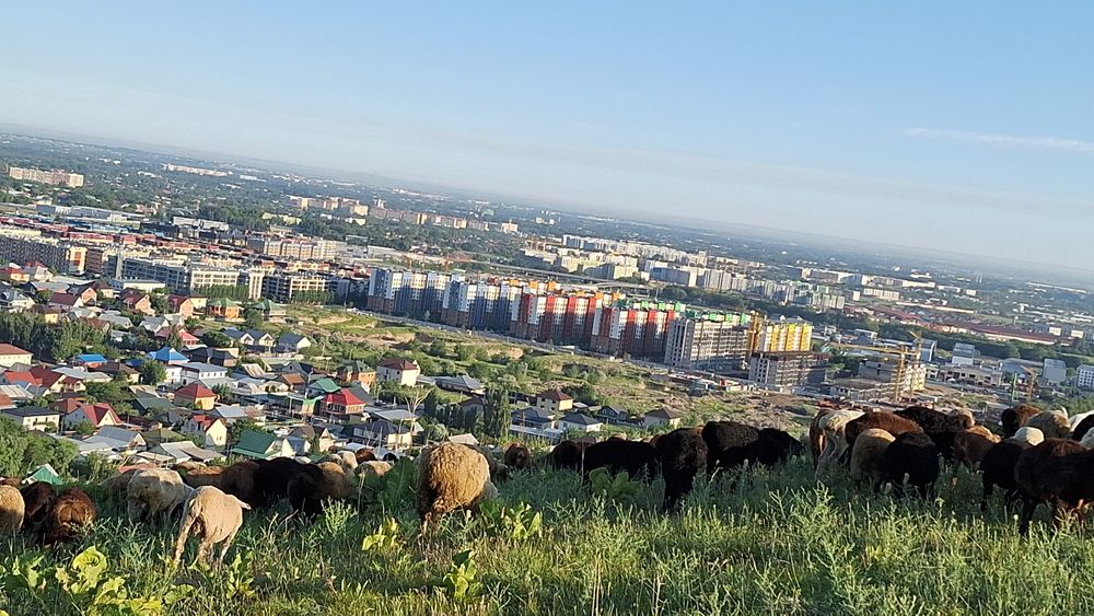 Баран Кой токты токтушки продаю Г.АЛМАТЫ