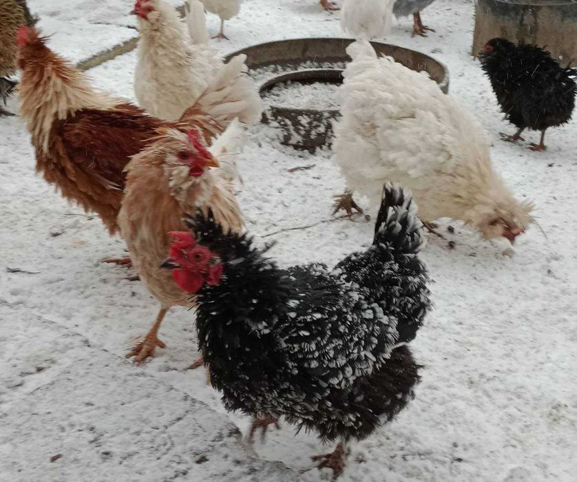 vand oua de gaina frezat