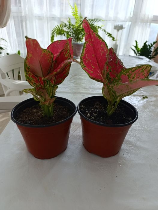 Аглонема красная