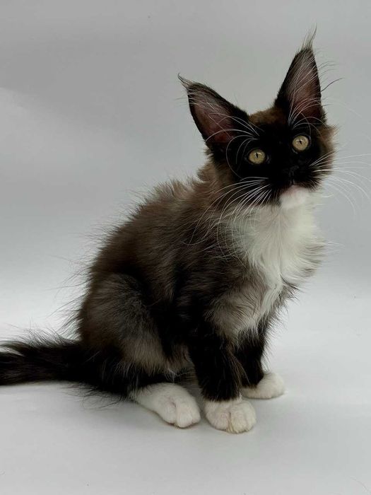 Pisica Femela Maine Coon cu pedigree (WCF AUTORIZATA) Livrare