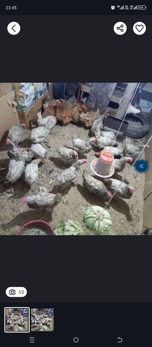 Сатылады арзан багада Туып тур