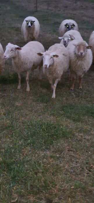 3 oi țigăi (birci)