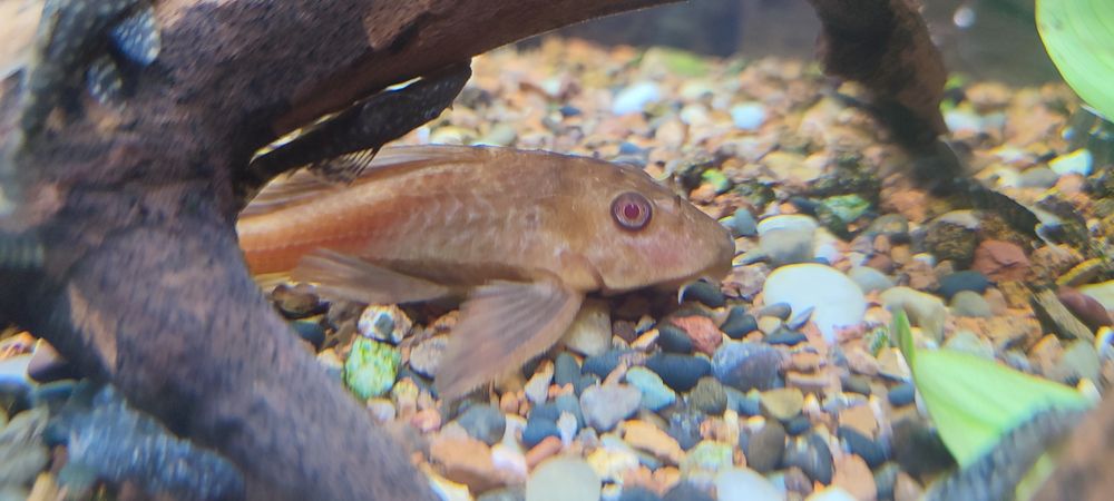 Плекостомус золотой , сомик, размер 12 см