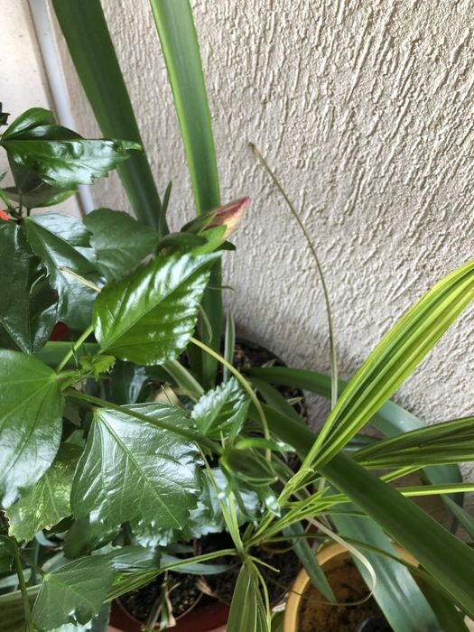 Trandafir japonez rosu