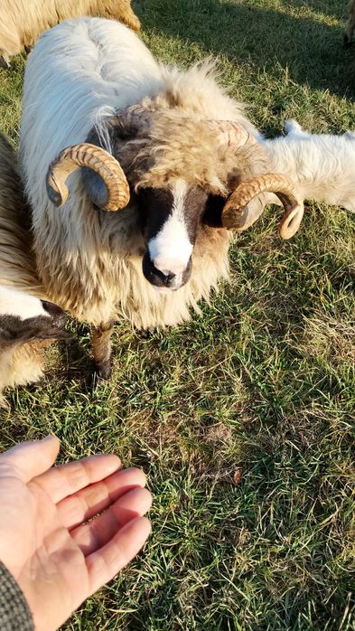 Vând 30 de oi urgent