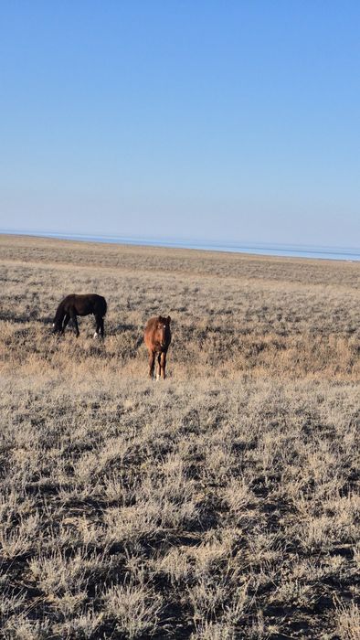 100 бас жабағы сатылады
