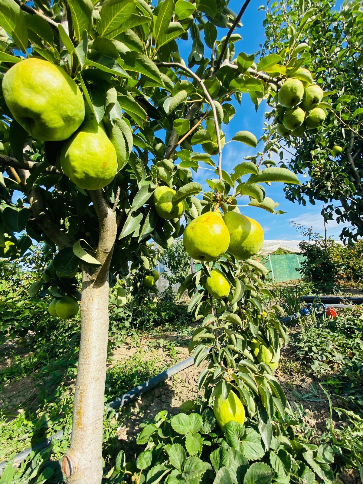 Pomi fructiferi altoiiți