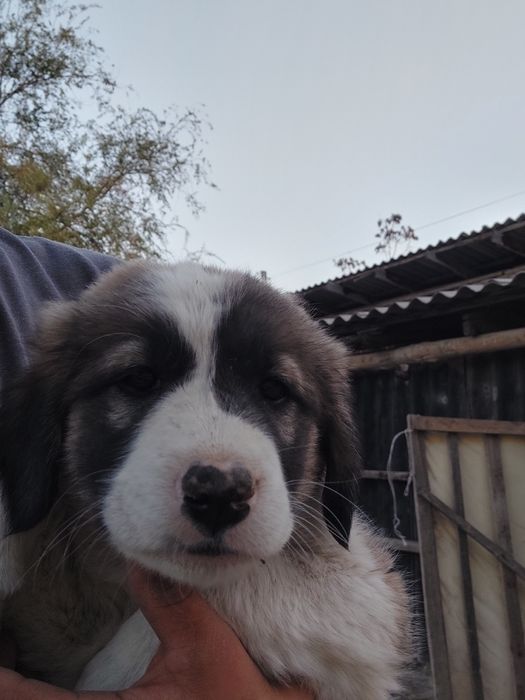 Күшік сатылады ұрғашы