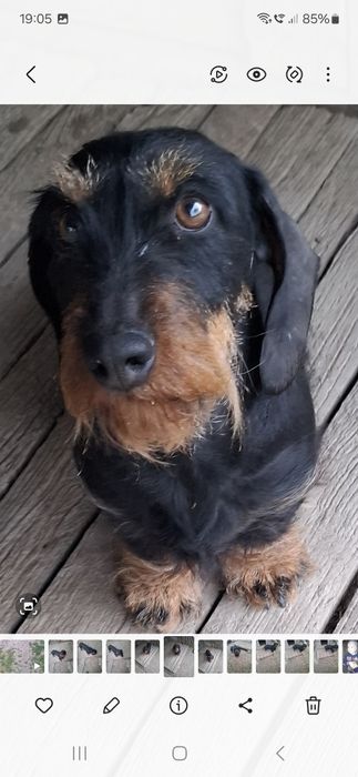 Femela teckel sarmos talie mica