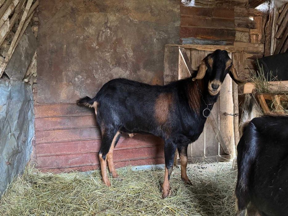 Vând țap și două capre