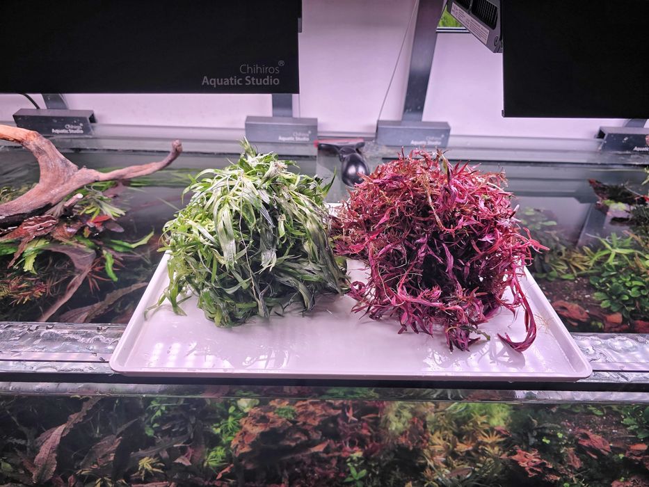 Plante Naturale Acvariu