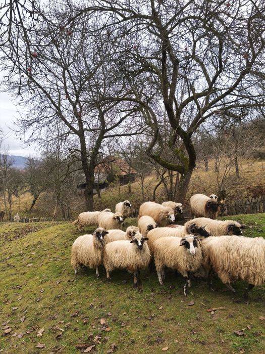 Berbecuti de vanzare