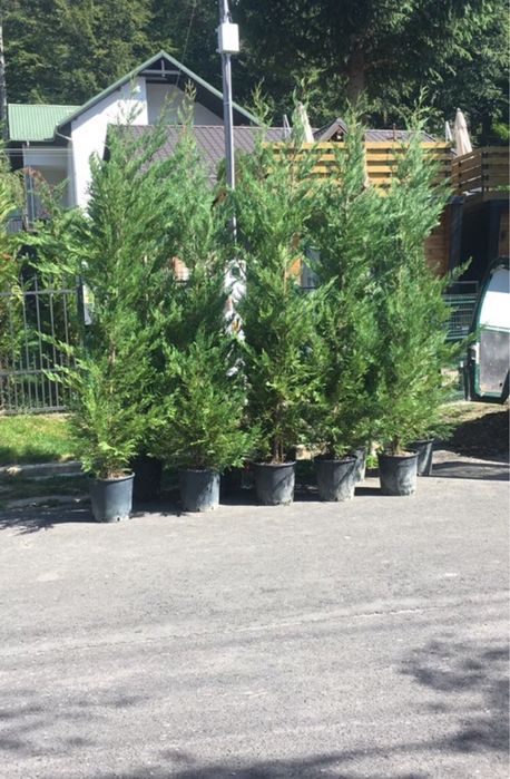 Chiparos Leylandii , Tuia Smarald- Smaragd