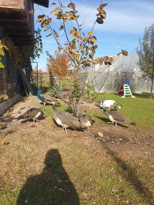 Paunita matura sau pereche pauni 2025