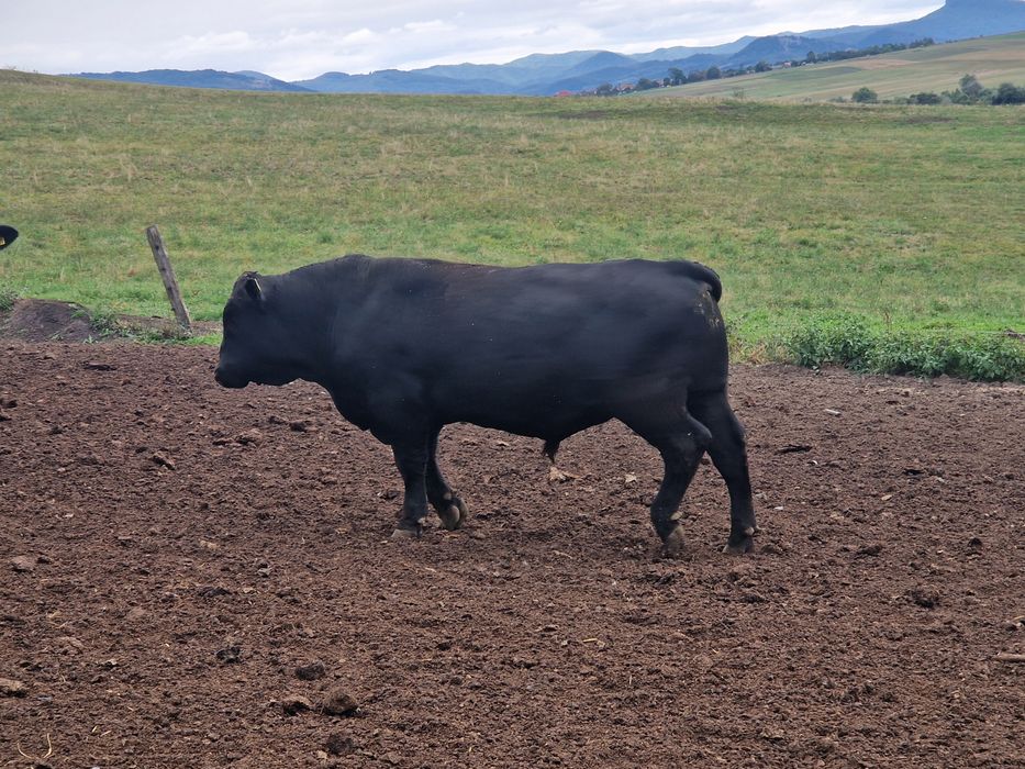 Taur angus  100%