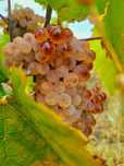 Strugurii 
 De vin 
Vindem cei mai buni struguri pentru vin