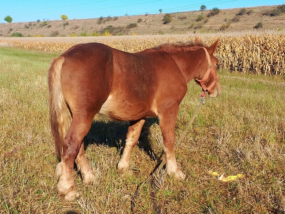 Vând/schimb cu animale,auto etc