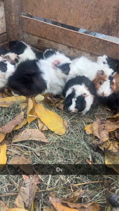 Vand porcusori de guineea